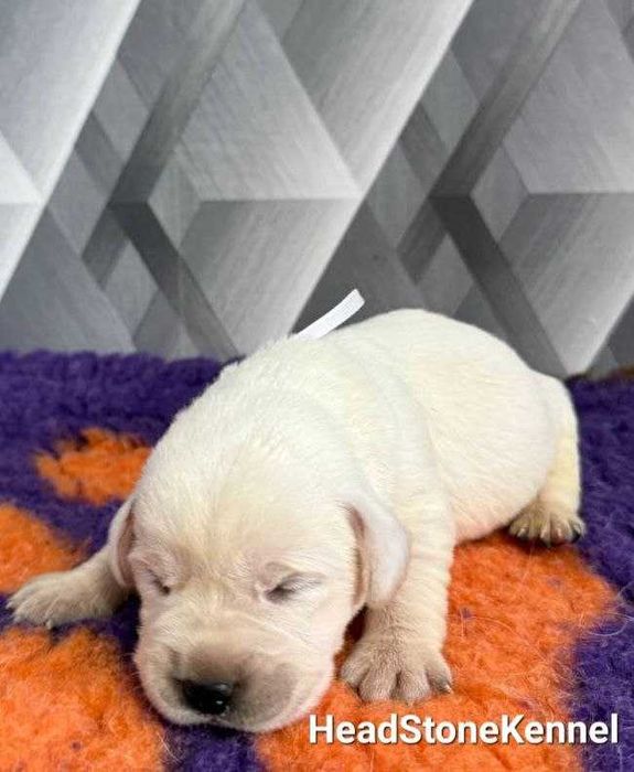 Щенки Лабрадора ретривера