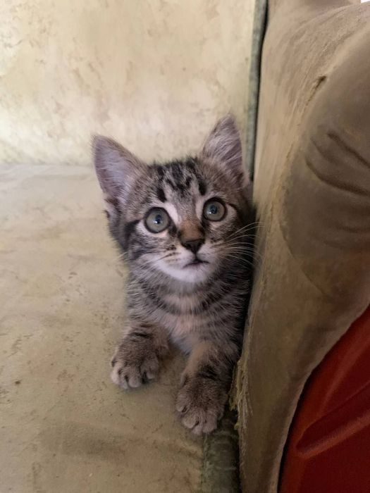 Кошенятко безкоштовно