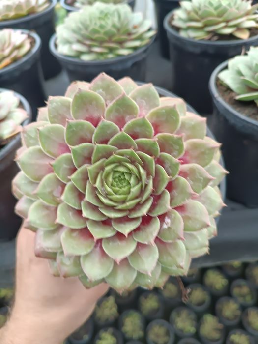 Rojnik Big Sam pakiet x 3 M