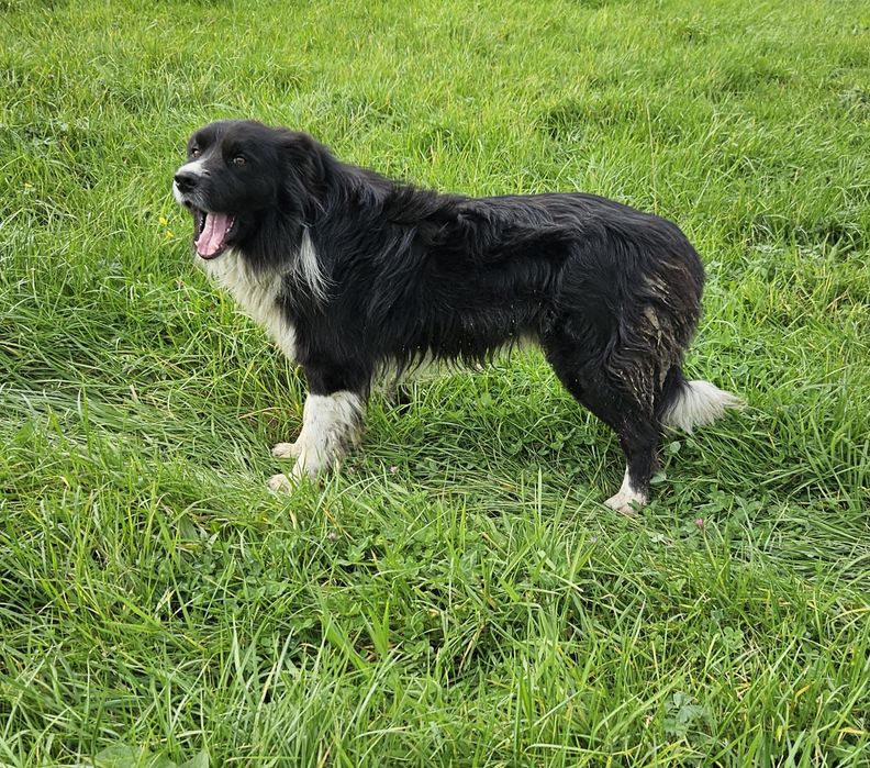 Pies Border Collie 3 letni