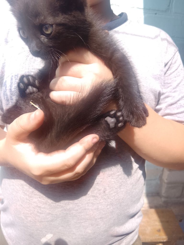 Віддам в хороші руки кошенят