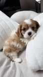 Dziewczynka Cavalier King Charles Spaniel z Rodowodem Blenheim