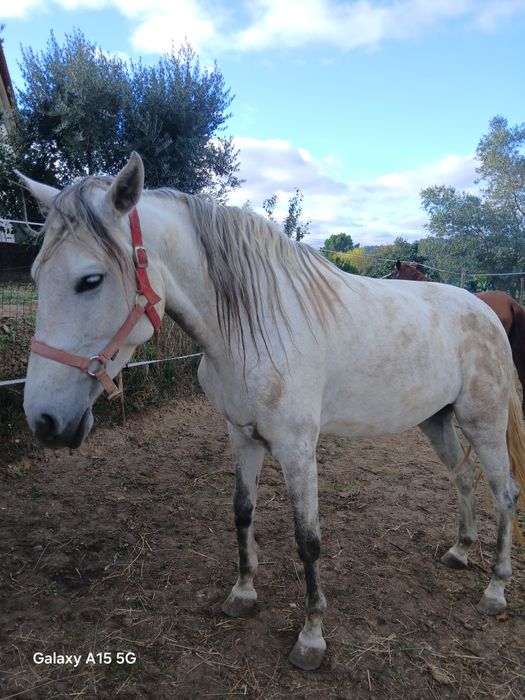 Duas poldras, uma livro verde, outra livro azul