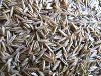 Nasiona trawa Kostrzewa Trzcinowa - 5 kg