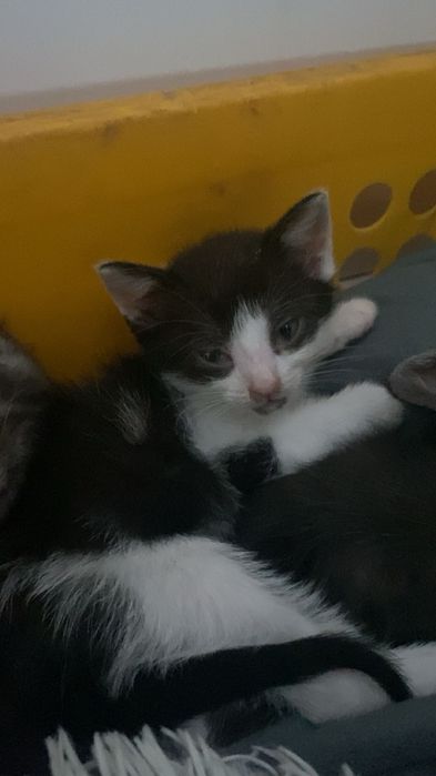 kotka do oddania w dobre rece