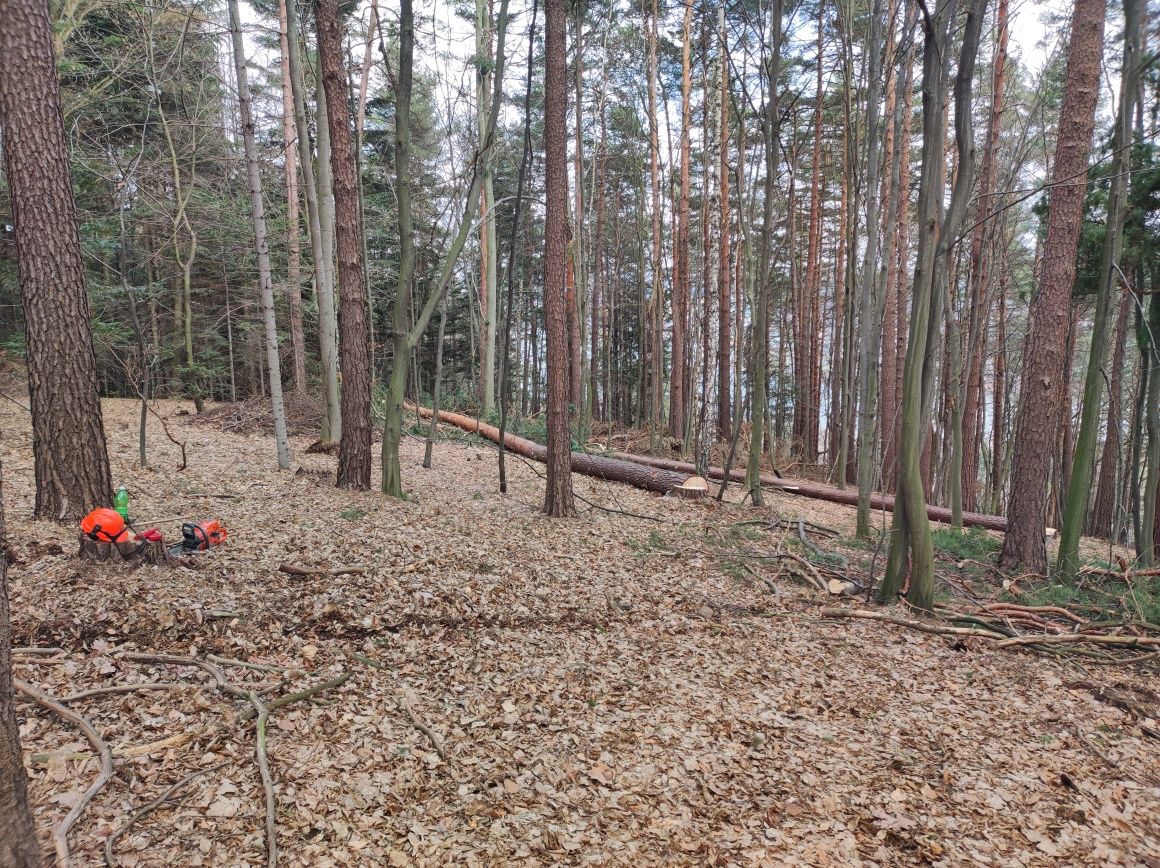 Mulczowanie, rekuperacja terenu, likwidacja samosiejek