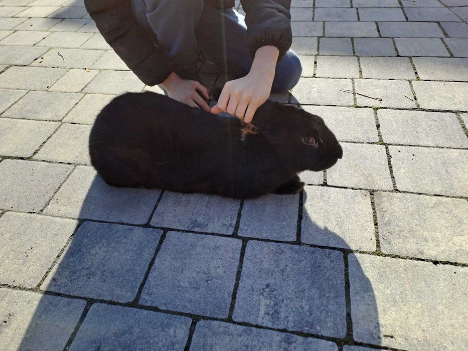 Królik samiec. Polecam.