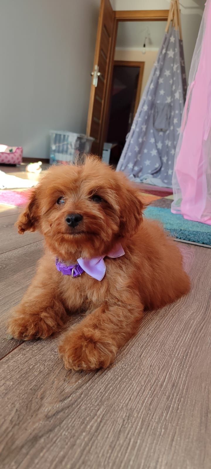 Cavapoo f1b szczeniak suczka