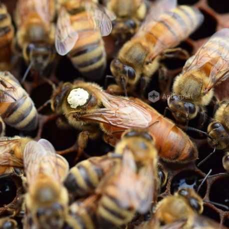 Exames de abelhas.  Rainhas buckfast F1        rainhas ibéricas