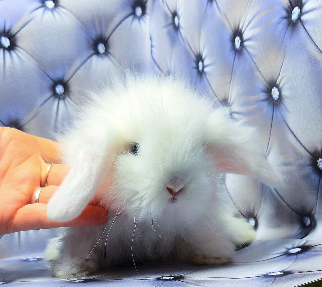Карликовые супер мини кролики торчеухие и вислоухие декорат. крольчата
