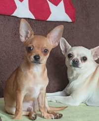 Majlo Chihuahua sliczny, grzeczny szuka swojej rodzinki
