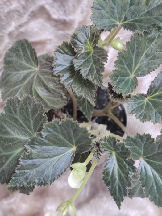 Комнатные цветы бегония ахименес