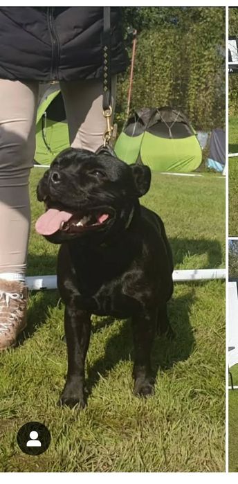 Piesek Staffordshire Bull terrier