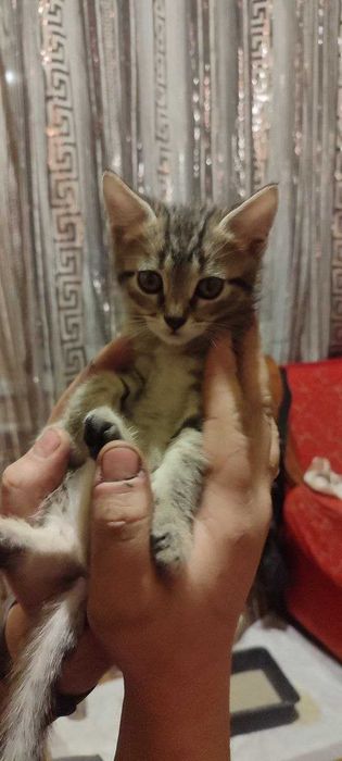 Отдам в добрые руки