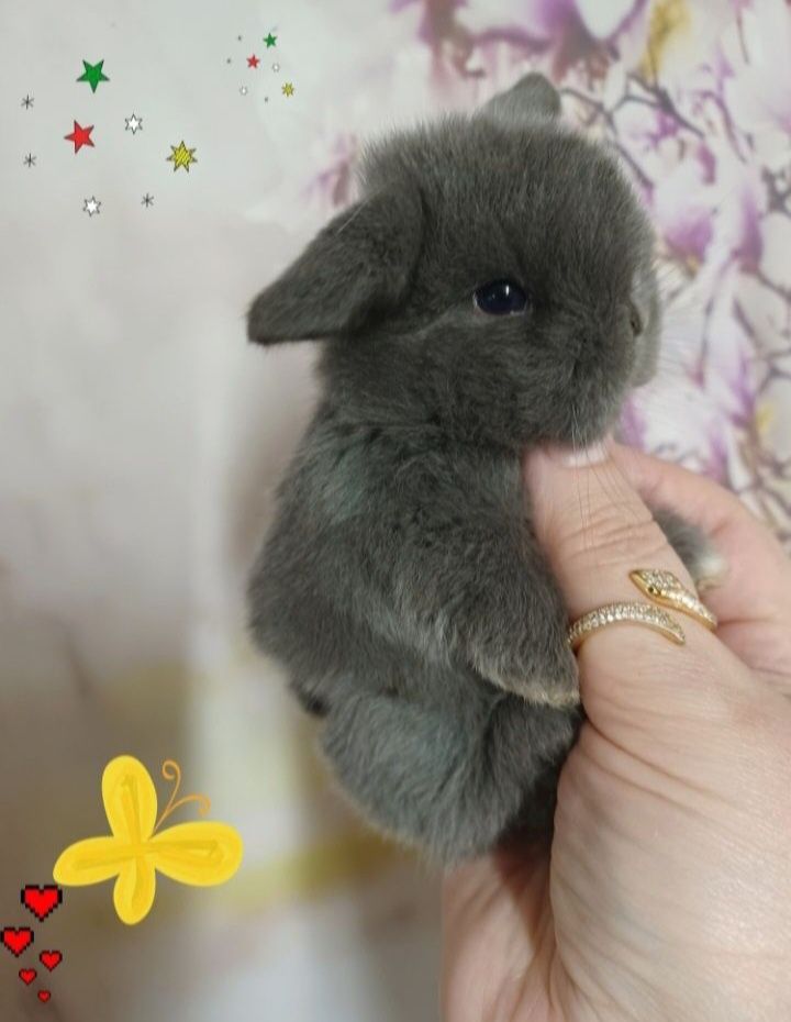 Kroliczki mini lop miniaturka hodowla zarejestrowana