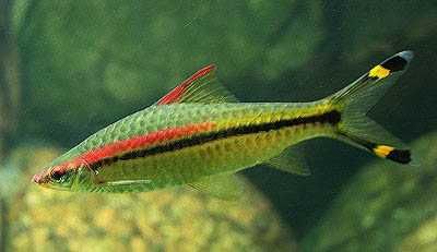 Brzanka Denisona (Sahyadria denisonii)