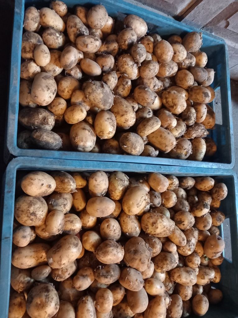Ziemniaki młode Soraya