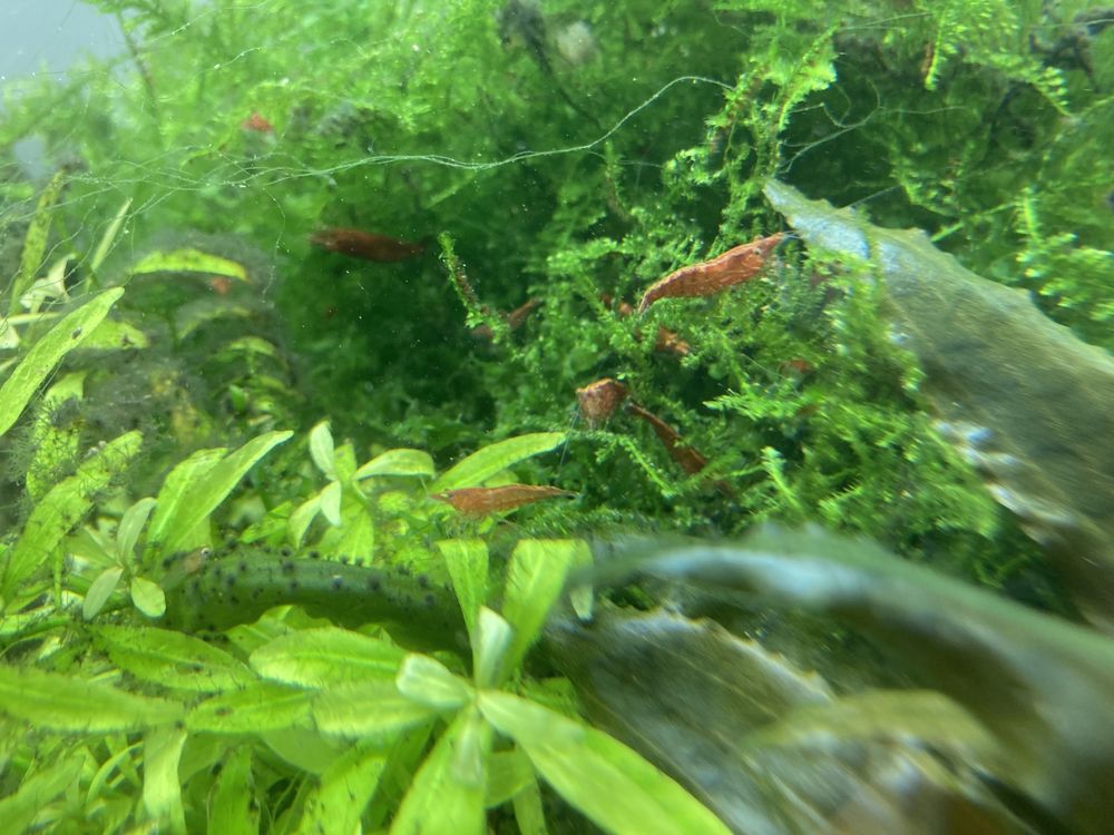 Krewetki Red Cherry