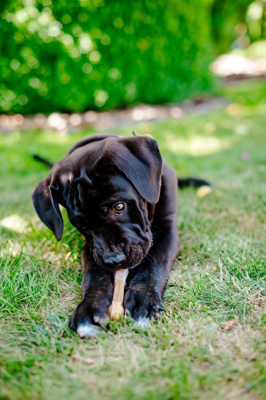 Кане корсо цуценята КСУ щенки Cane corso
