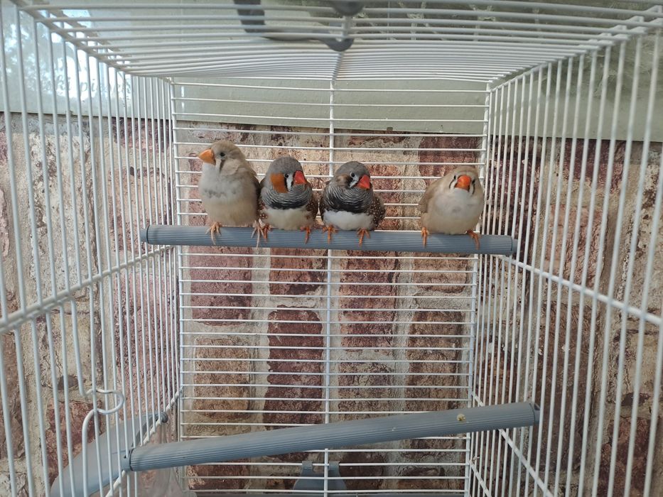 zeberki zeberka papużki