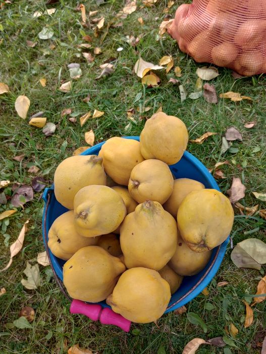 Pigwa gruszkowa i jabłkowa. Ekologiczne.