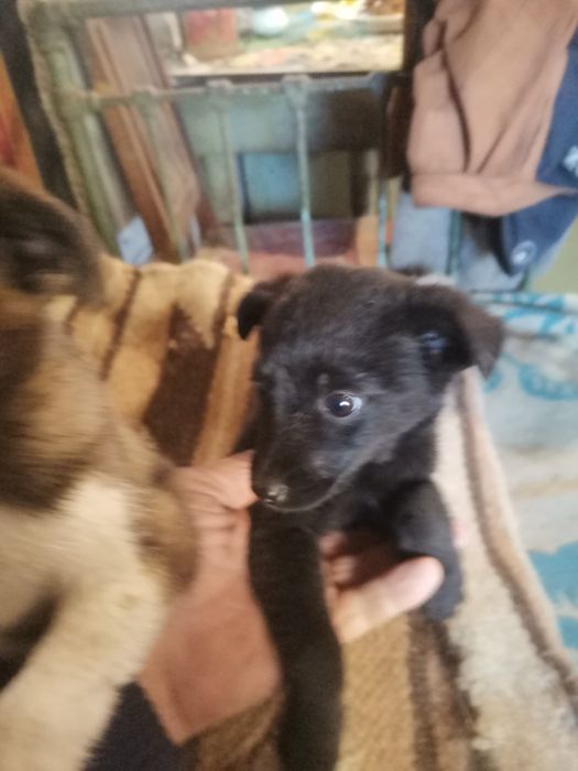 Щенки 2,5 місяця хлопчік та дівчинка.