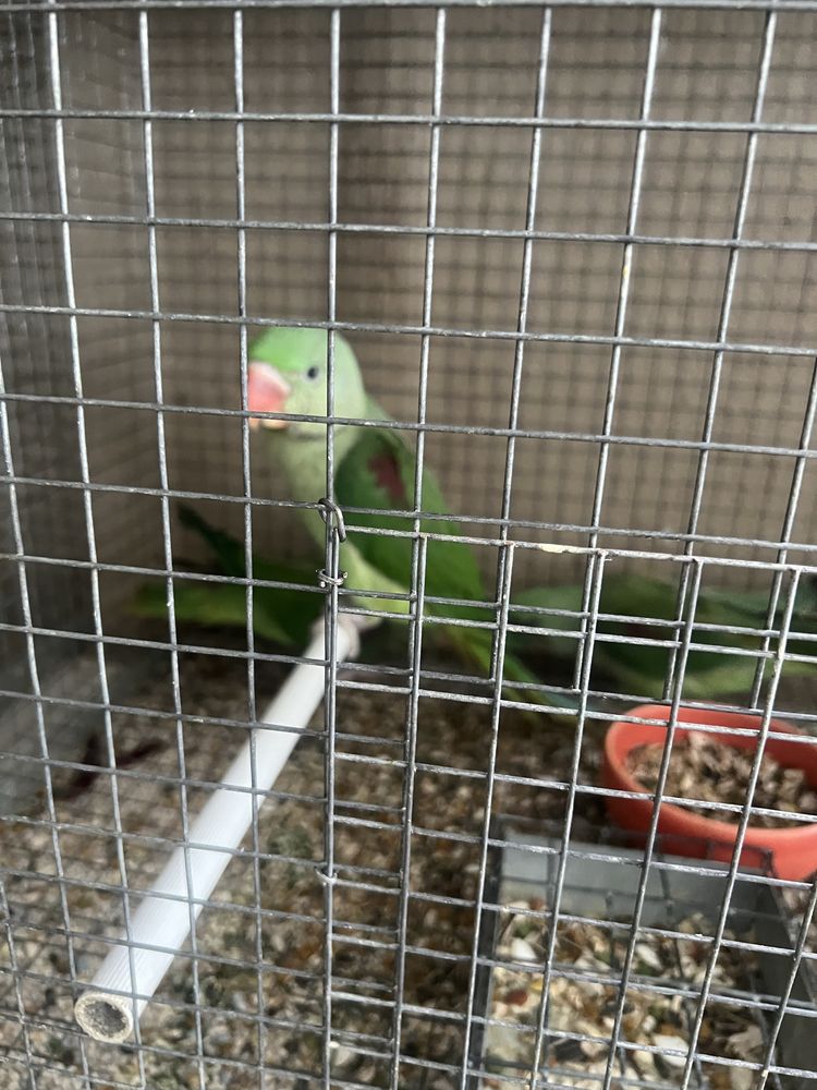 Grande Alexandrinos Domesticados