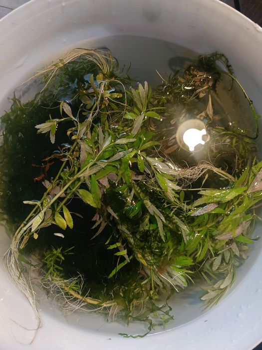 Roślinki z przycinki