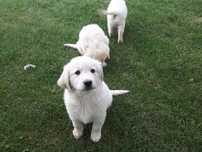 Golden Retriever szczeniak