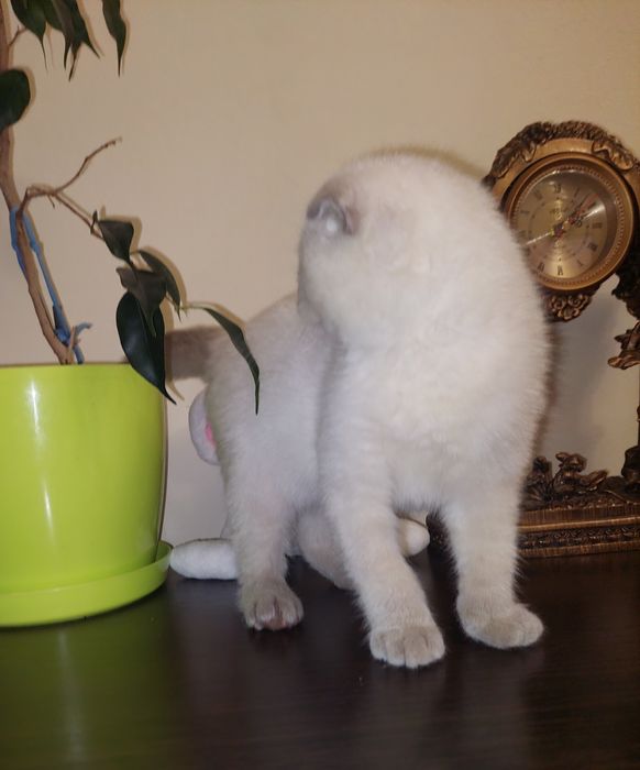 Котёнок Шотландский вислоухий Девочка.