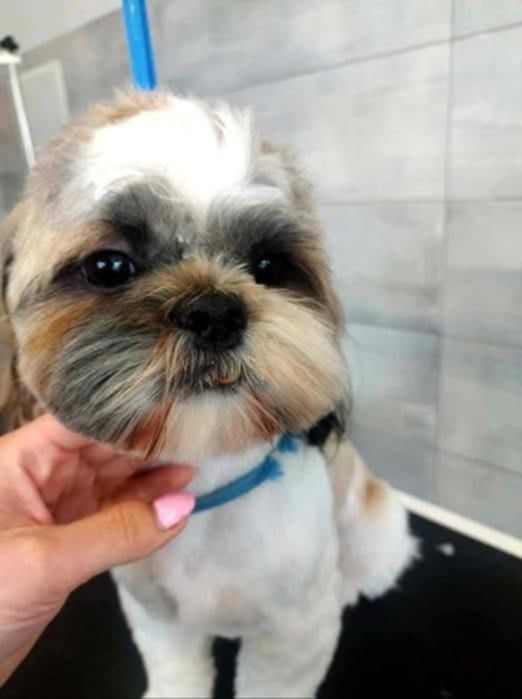 Sunia shih tzu wyprawka. Chip. Rodowód zapraszam
