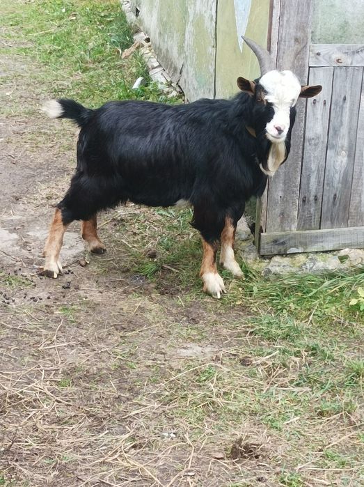 Камерунський Козел.Цап.