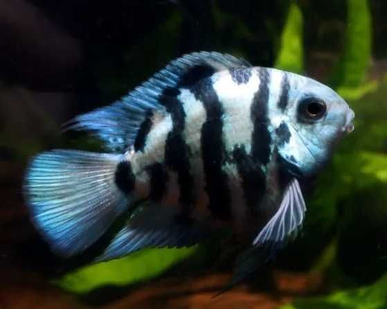 Papagaio Tiger Blue Sapphire Amphilophus citrinellus (Americano)