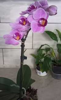 Орхидея фаленопсис/Орхидея дендробиум