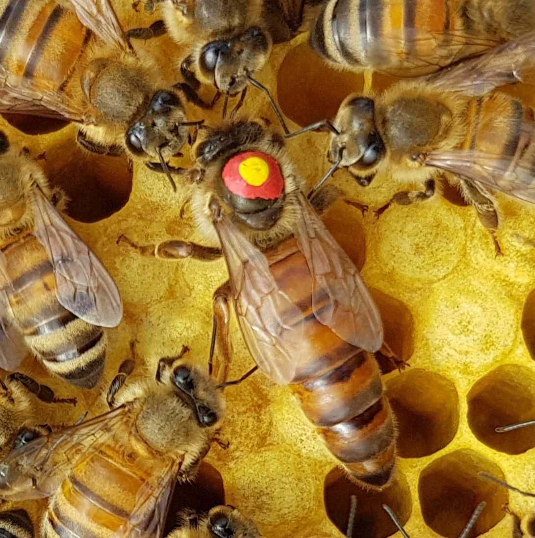 Wysyłka 29.07 BUCKFAST KB matki pszczele 5+1 gratis