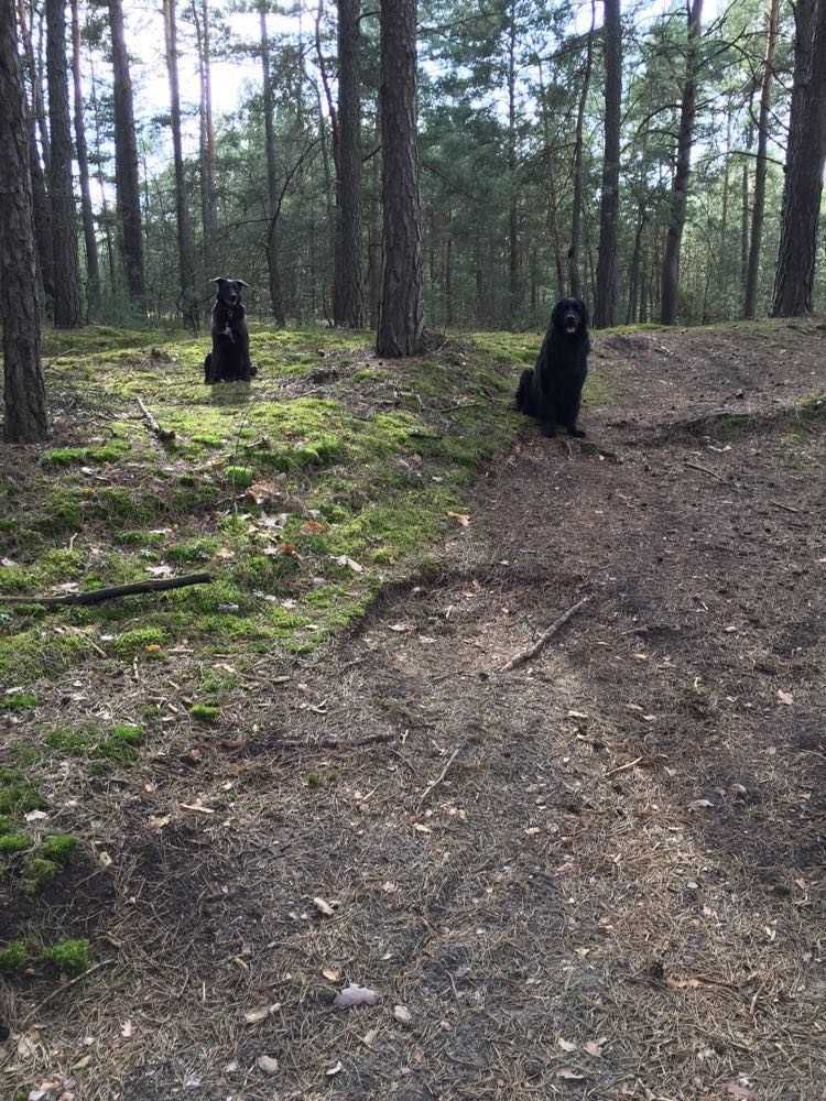 Petsitter, spacery z psem, opieka nad zwierzętami, hotel dla psów