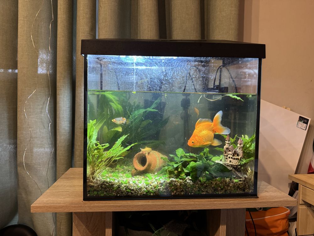 Akwarium 38L kakadu