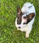 Spaniel kontynentalny (papillon) - piesek