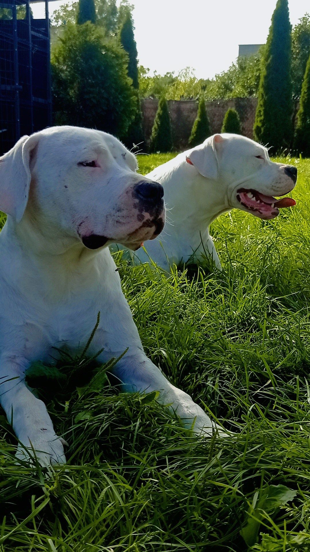 Dogo Argentino Dog Argentyński FCI ZKwP