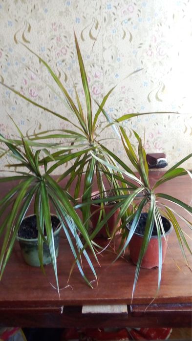 Кімнатні рослини драцени маргіната