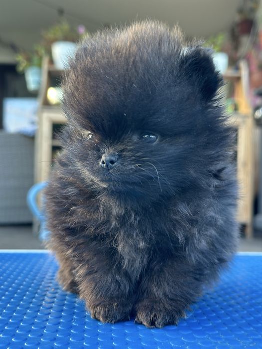 Szpic miniaturowy pomeranian