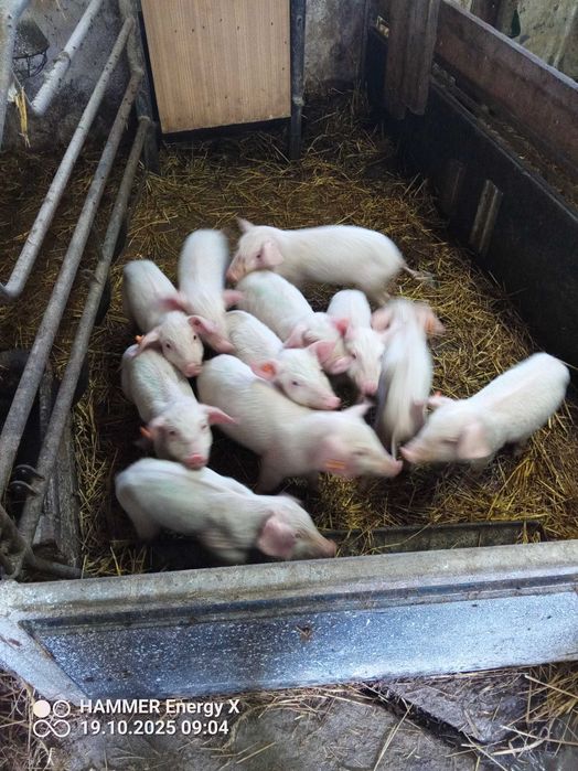 Sprzedam Prosięta