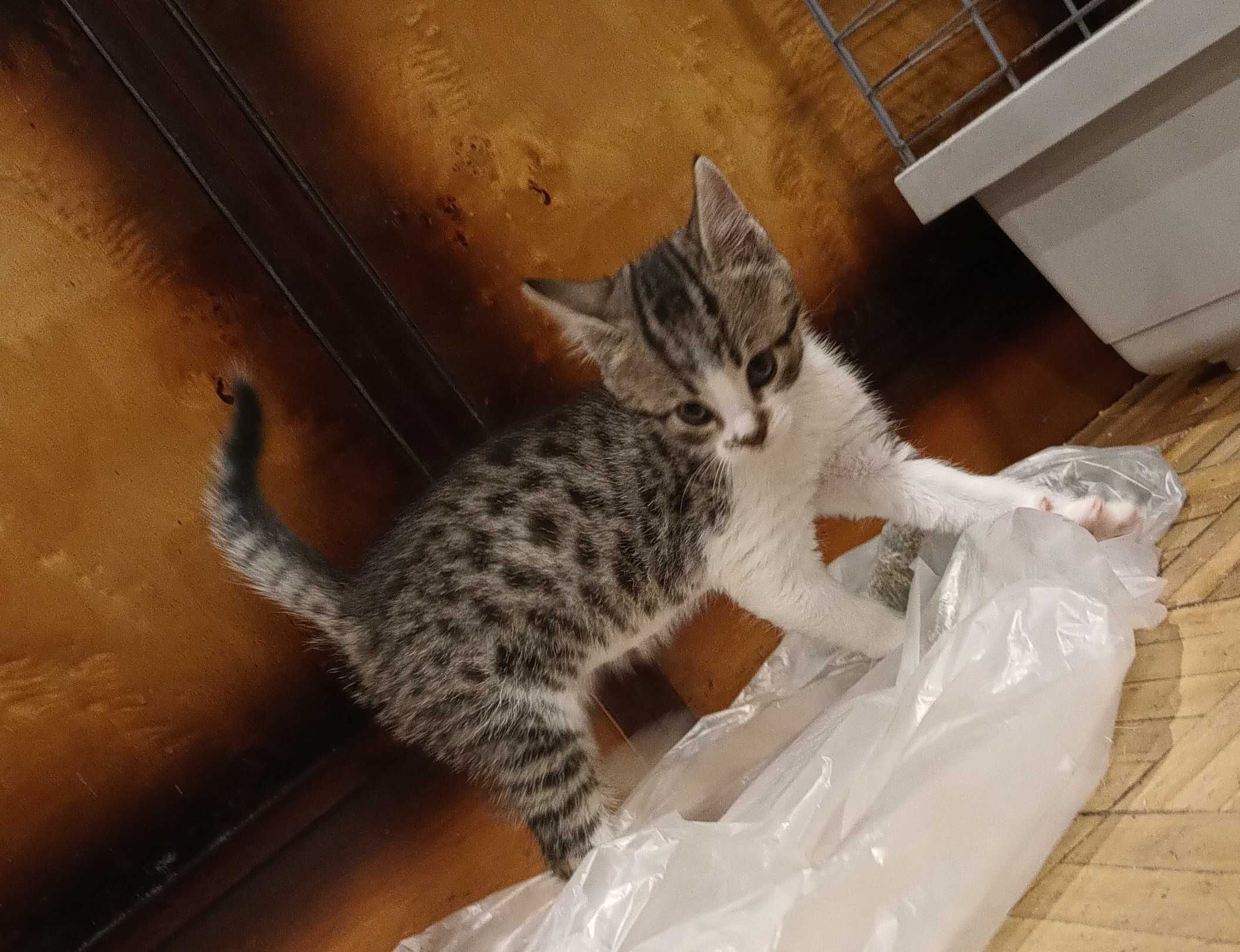 MałaMi do adopcji