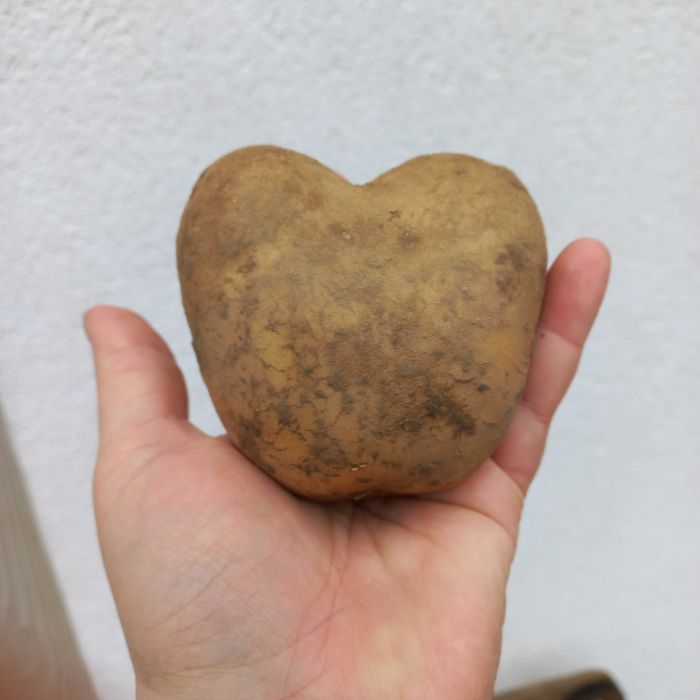 Ziemniaki typ B , odmiana Lili