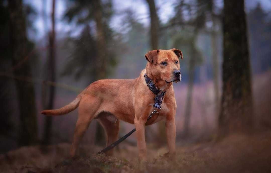 Czarujący, zrównoważony, przyjazny Bruce szuka domu. Adopcja.