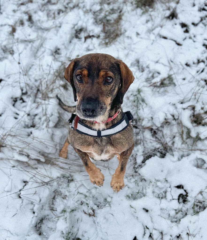 Bobik-średni piesek do adopcji