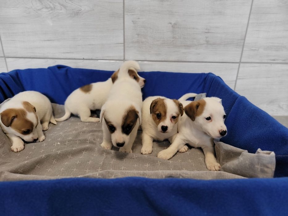 Jack Russell Terrier Szczeniak Śliczny Zaprasza