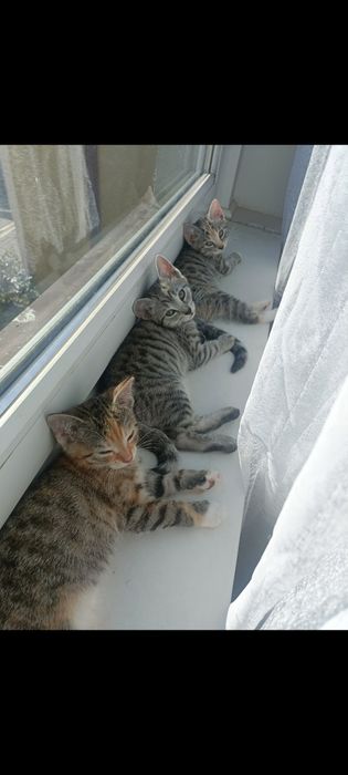 Kotki za darmo Łódź