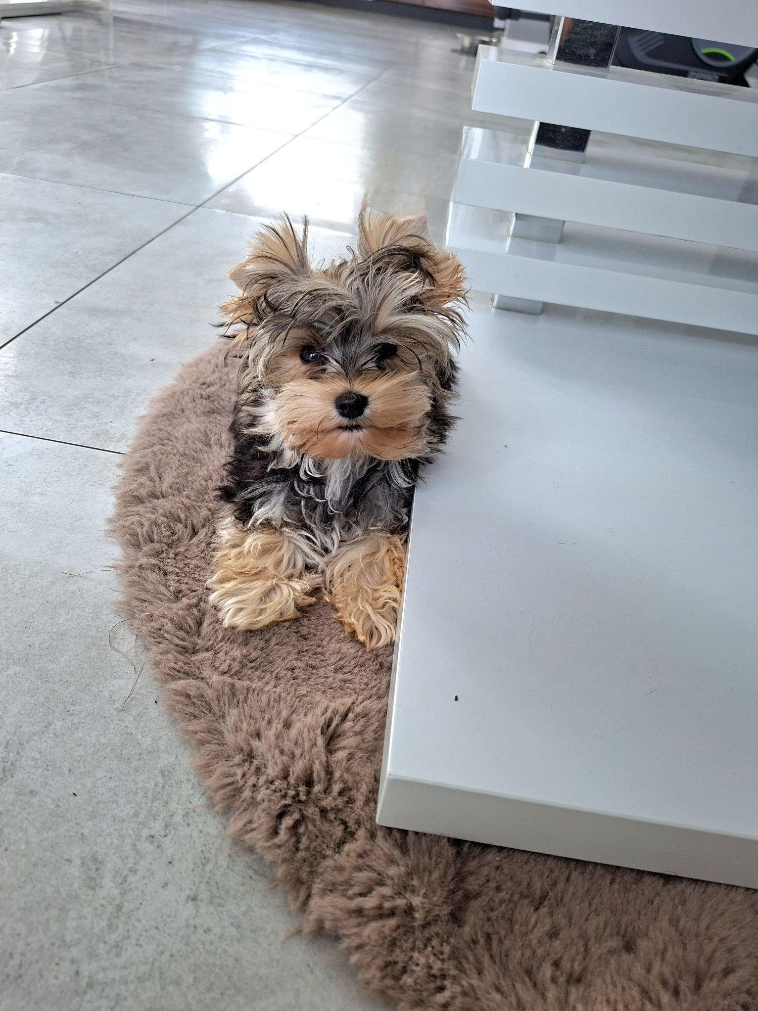 Słodziutka kruszyneczka, mini mini Mikey, chłopiec Yorkshire terrier