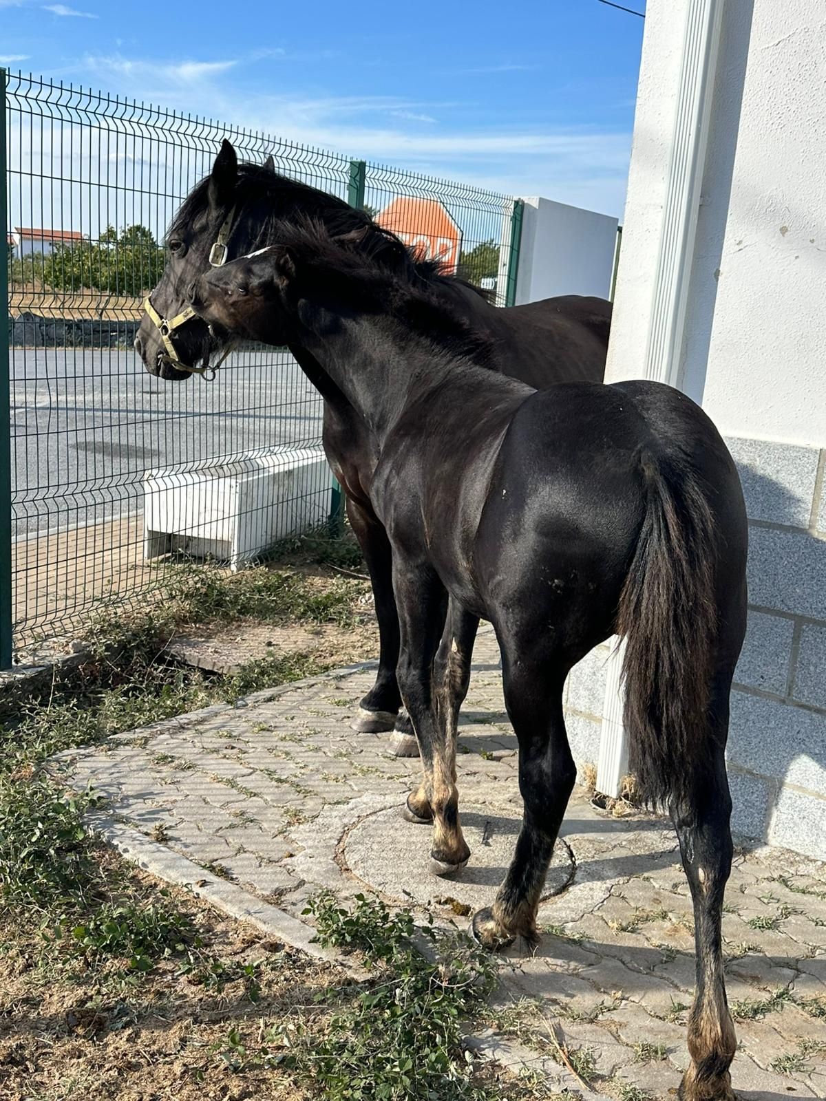 Égua e Poldro Filho De Frisian